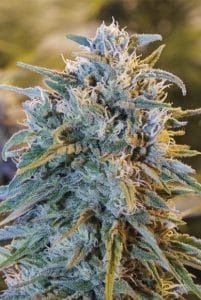 Buy Marijuana : Firestyle blue dream strain
