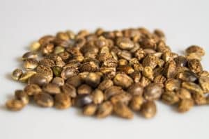 best feminized cannabis seeds : New Marijuana Seeds on Sale