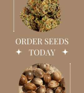feminized cannabis seeds usa